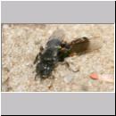 Oxybelus bipunctatus - Fliegenspiesswespe w34 5mm - Sandgrube Niedringhaussee.jpg